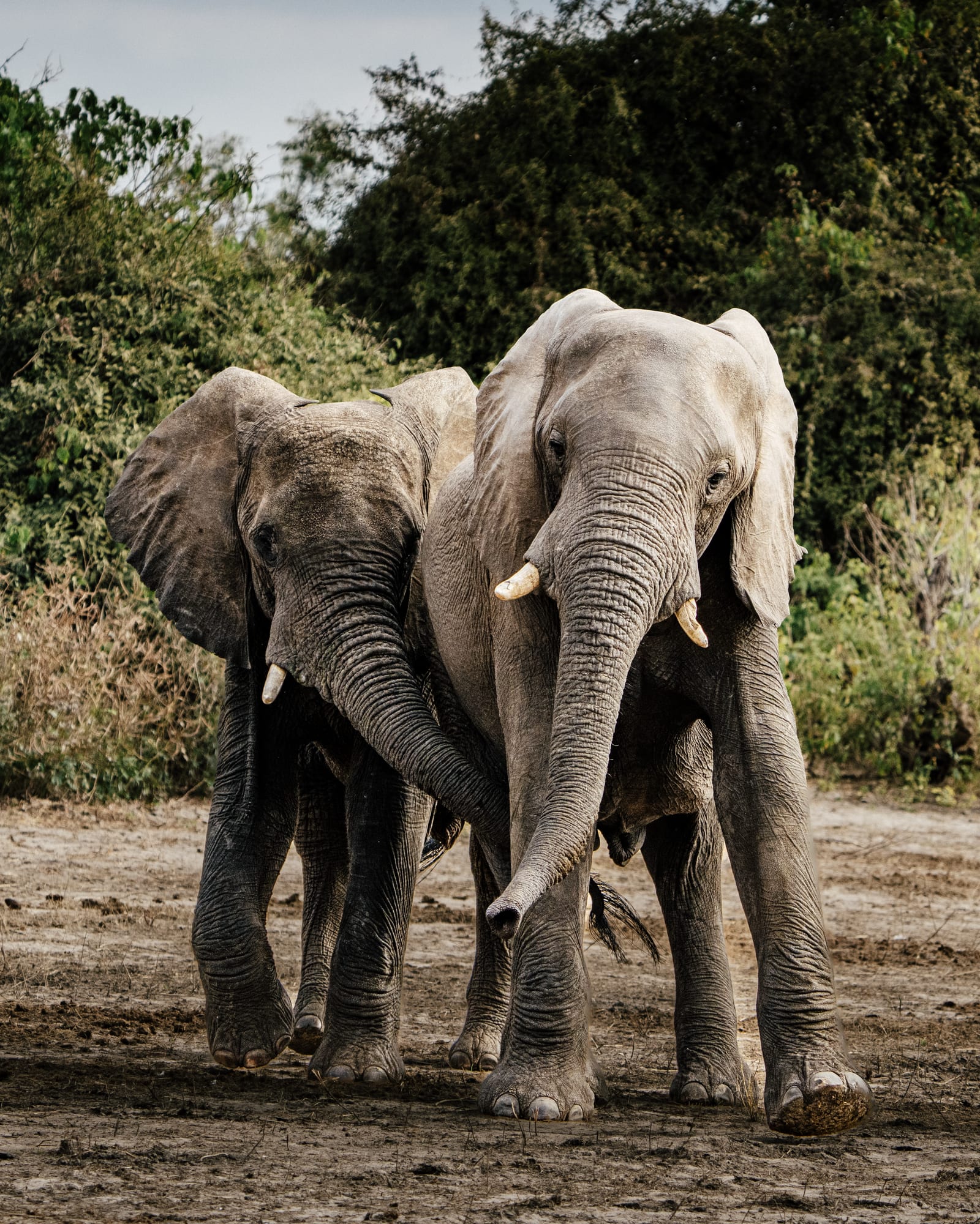 Two elephants walking together