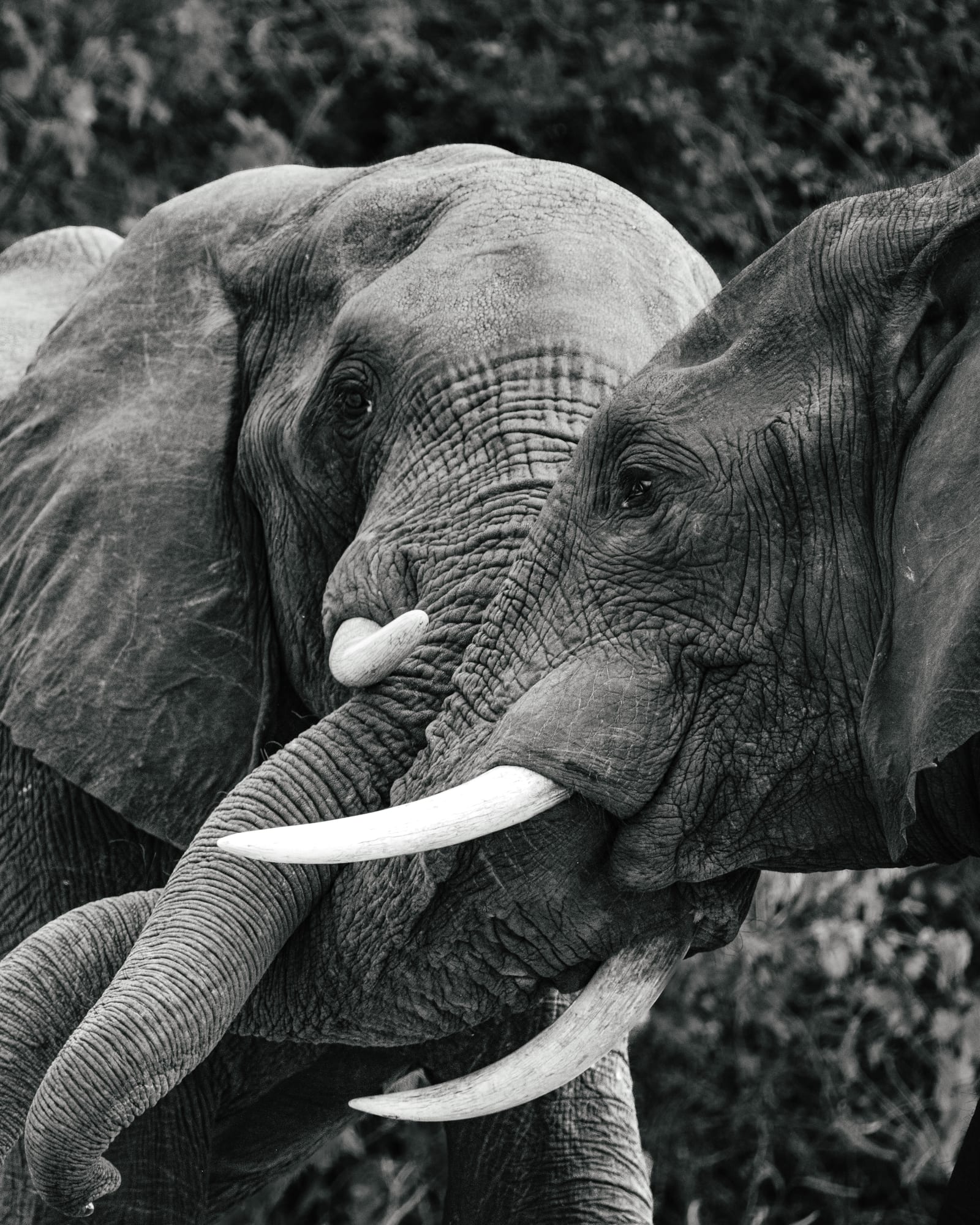 Elephant tusks, black and white