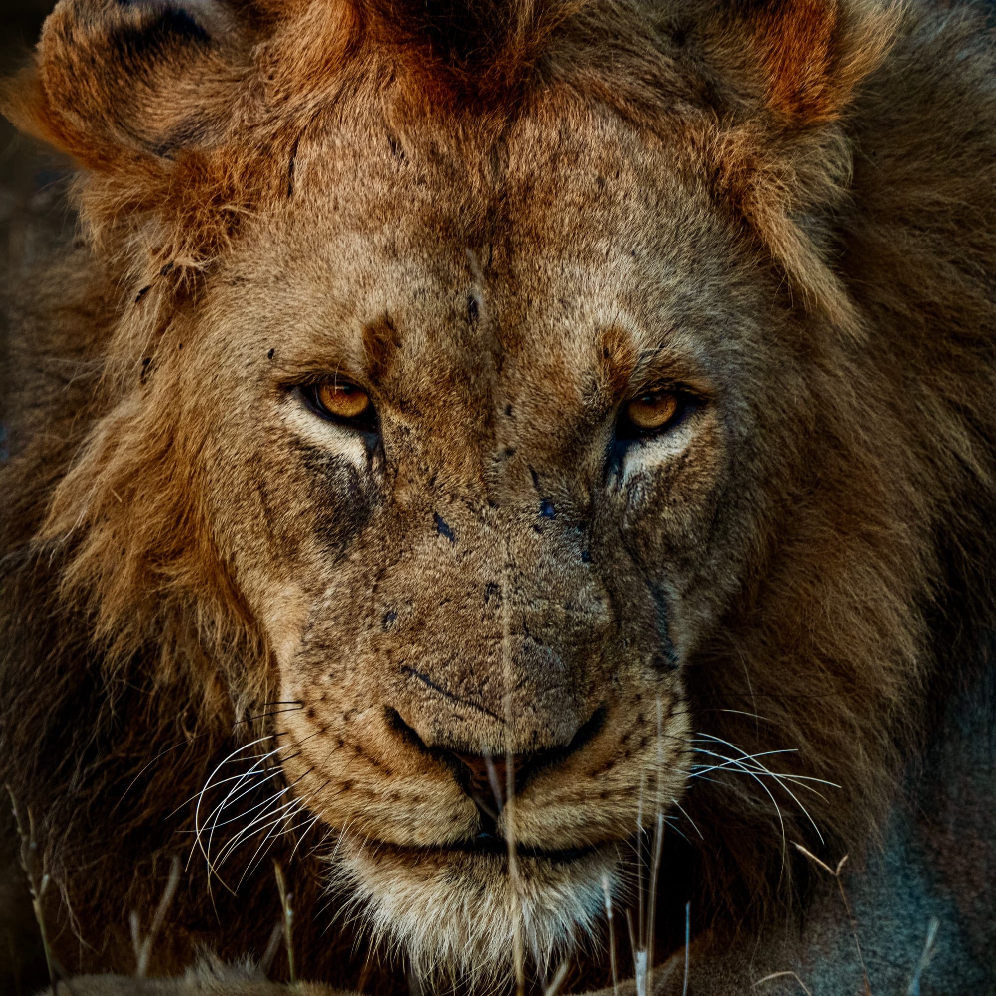 Lion portrait