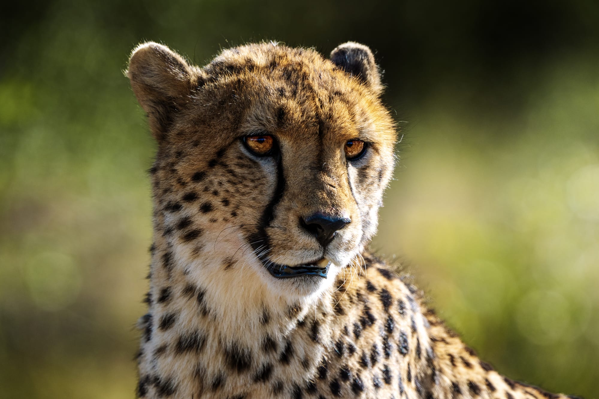 Cheetah in the grass